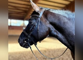 Polish sport horse, Gelding, 6 years, 15.2 hh, Black