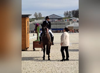 Polish sport horse, Gelding, 6 years, 15.2 hh, Smoky-Black