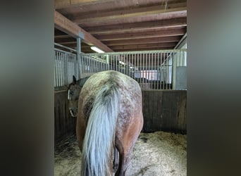 Polish sport horse, Gelding, 6 years, 15.3 hh, Leopard-Piebald