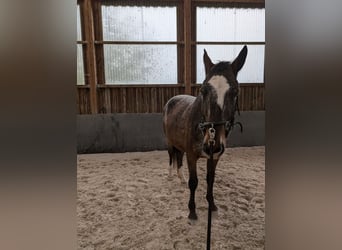 Polish sport horse, Gelding, 6 years, 15.3 hh, Leopard-Piebald