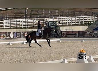 Polish sport horse, Gelding, 6 years, 15,2 hh, Smoky-Black