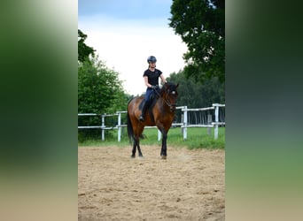 Polish sport horse, Gelding, 6 years, 16.1 hh, Bay-Dark