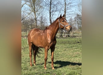 Polish sport horse, Gelding, 6 years, 16 hh, Chestnut-Red