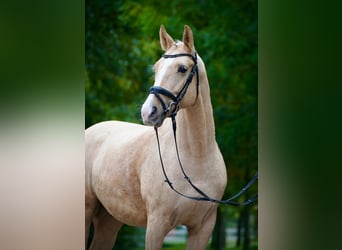 Polish sport horse, Gelding, 6 years, 16 hh, Palomino
