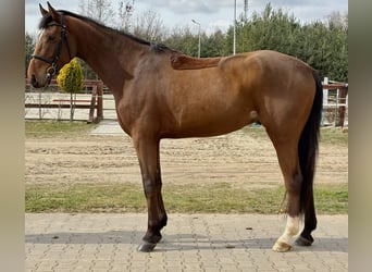 Polish sport horse, Gelding, 6 years, 17 hh, Brown