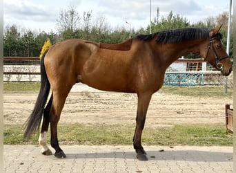Polish sport horse, Gelding, 6 years, 17 hh, Brown