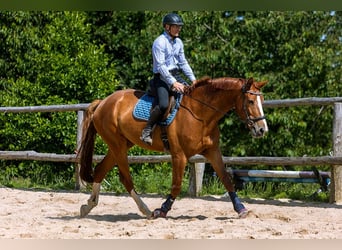 Polish sport horse, Gelding, 6 years, 17,1 hh, Chestnut-Red
