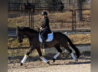 Polish sport horse, Gelding, 7 years, 15.2 hh, Black