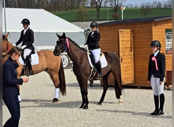 Polish sport horse, Gelding, 7 years, 15.2 hh, Black