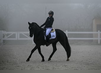 Polish sport horse, Gelding, 7 years, 15.2 hh, Black