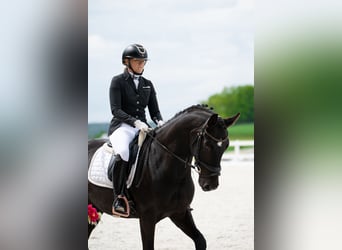 Polish sport horse, Gelding, 7 years, 15.2 hh, Black
