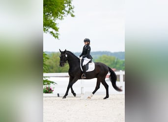 Polish sport horse, Gelding, 7 years, 15.2 hh, Black