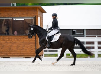 Polish sport horse, Gelding, 7 years, 15.2 hh, Black