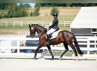 Polish sport horse, Gelding, 7 years, 15.3 hh, Black