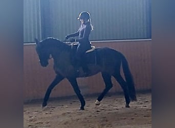 Polish sport horse, Gelding, 7 years, 15,2 hh, Black