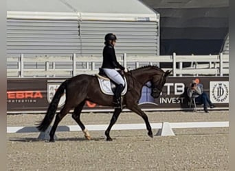 Polish sport horse, Gelding, 7 years, 15,2 hh, Smoky-Black