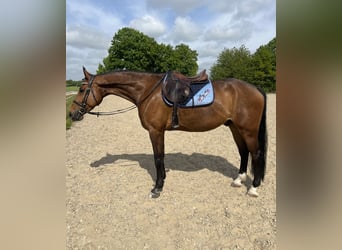 Polish sport horse, Gelding, 7 years, 16.1 hh, Brown