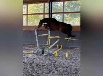 Polish sport horse, Gelding, 7 years, 16.1 hh, Brown