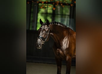 Polish sport horse, Gelding, 7 years, 16.2 hh, Black