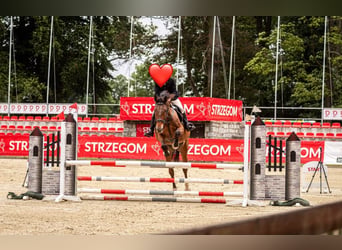 Polish sport horse, Gelding, 7 years, 16.3 hh, Bay-Dark