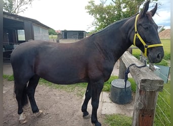 Polish sport horse, Gelding, 7 years, 16 hh, Black