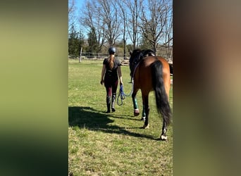 Polish sport horse, Gelding, 7 years, 16 hh, Brown