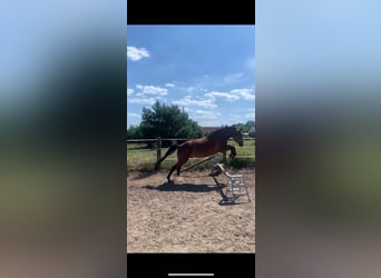 Polish sport horse, Gelding, 7 years, 16 hh, Brown