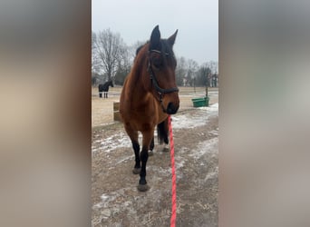 Polish sport horse, Gelding, 7 years, 16 hh, Brown