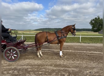 Polish sport horse, Gelding, 7 years, 16 hh, Chestnut-Red