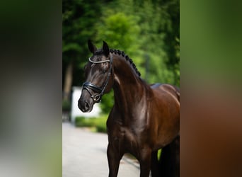 Polish sport horse, Gelding, 7 years, 16,2 hh, Black