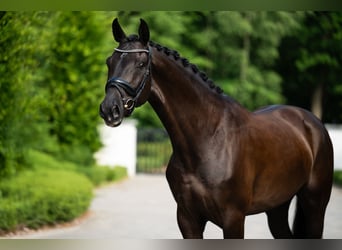Polish sport horse, Gelding, 7 years, 16,2 hh, Black