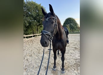 Polish sport horse, Gelding, 7 years, 16,2 hh, Black