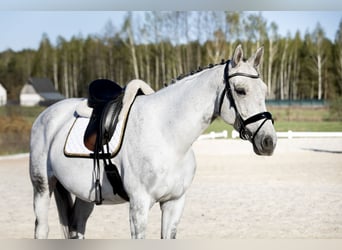 Polish sport horse, Gelding, 7 years, 16,2 hh, Grey-Fleabitten