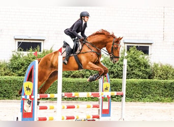 Polish sport horse, Gelding, 7 years, 17 hh, Chestnut-Red