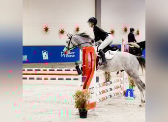 Polish sport horse, Gelding, 7 years, Grey