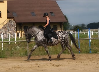 Polish sport horse, Gelding, 8 years, 15,3 hh, Leopard-Piebald