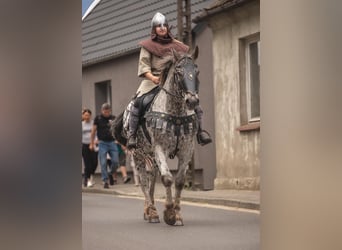 Polish sport horse, Gelding, 8 years, 15,3 hh, Leopard-Piebald