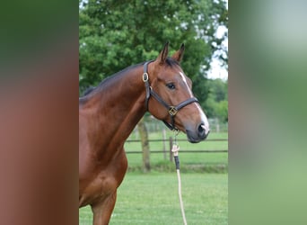 Polish sport horse, Gelding, 8 years, 16.1 hh, Bay