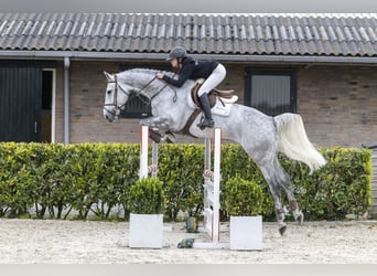 Polish sport horse, Gelding, 8 years, 16.2 hh, Grey