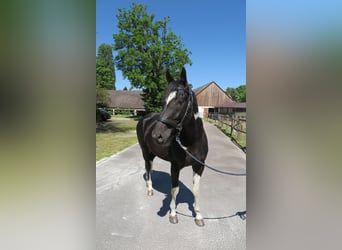 Polish sport horse, Gelding, 8 years, 16 hh, Pinto
