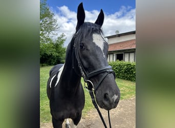 Polish sport horse, Gelding, 8 years, 16 hh, Pinto