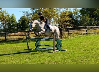 Polish sport horse, Gelding, 9 years, 15.2 hh, Grey