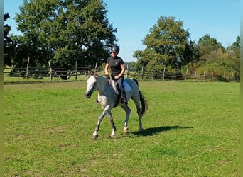 Polish sport horse, Gelding, 9 years, 15.2 hh, Grey