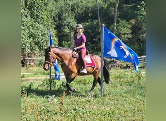 Polish sport horse, Gelding, 9 years, 15,1 hh, Brown
