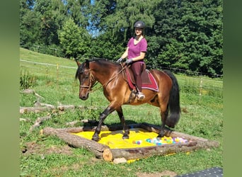 Polish sport horse, Gelding, 9 years, 15,1 hh, Brown