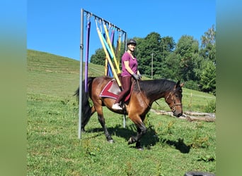 Polish sport horse, Gelding, 9 years, 15,1 hh, Brown