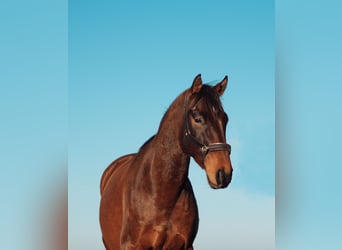 Polish sport horse, Gelding, 9 years, 15,2 hh, Brown