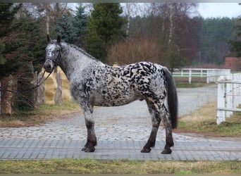 Polish sport horse, Gelding, 9 years, 15,3 hh, Leopard-Piebald