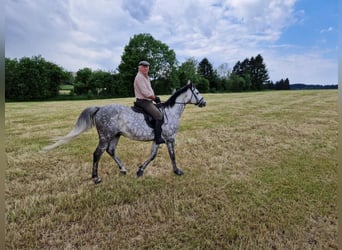 Polish sport horse, Gelding, 9 years, 16.1 hh, Grey Polish sport horse, Gelding, 9 years, 16.1 hh, Grey