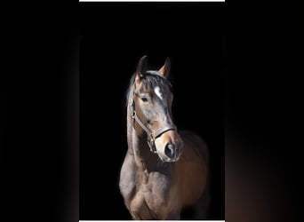 Polish sport horse, Gelding, 9 years, 16.3 hh, Smoky-Black